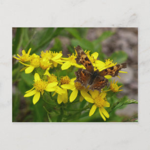 Comma Butterfly in Glacier National Park Postcard