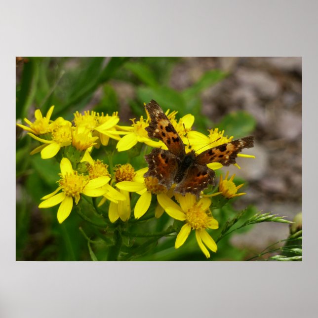 Comma Butterfly in Glacier National Park Poster (Front)