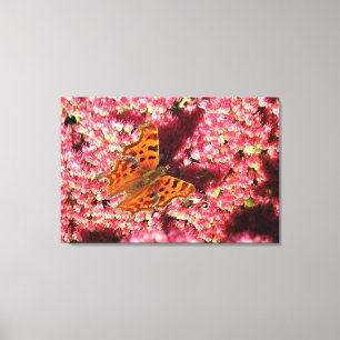 Comma Butterfly on Sedum Canvas Print