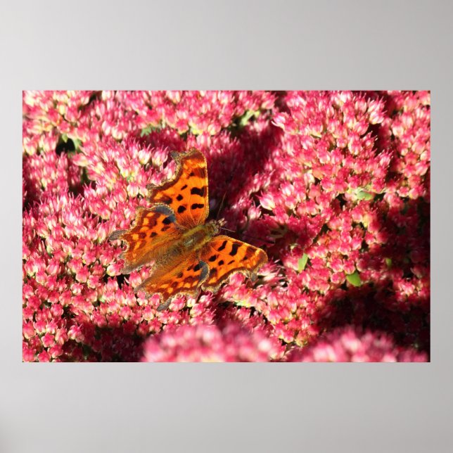 Comma Butterfly on Sedum Poster (Front)