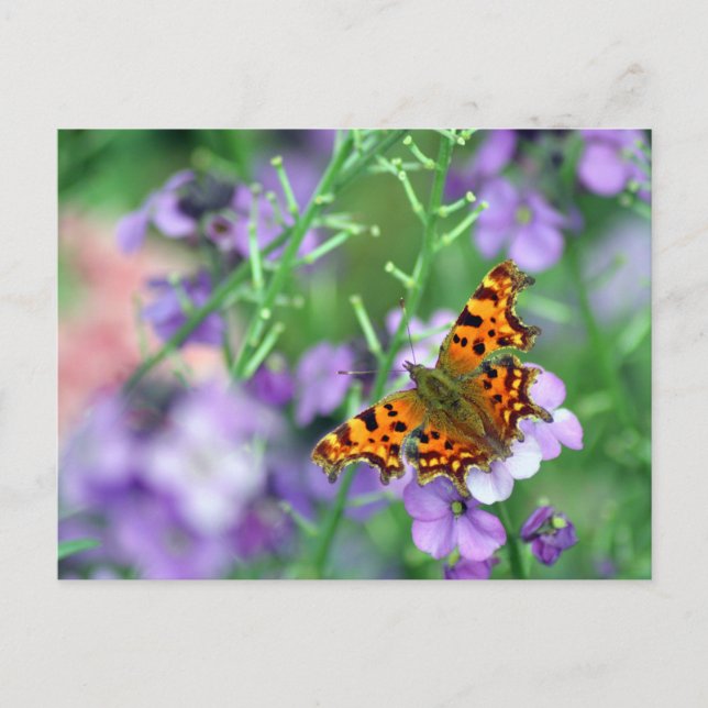 Comma Butterfly Postcard (Front)