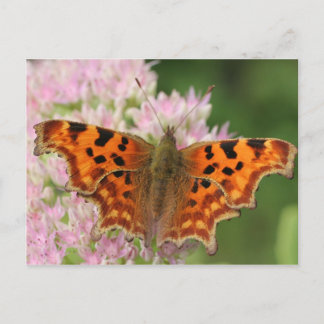 Comma Butterfly Postcard