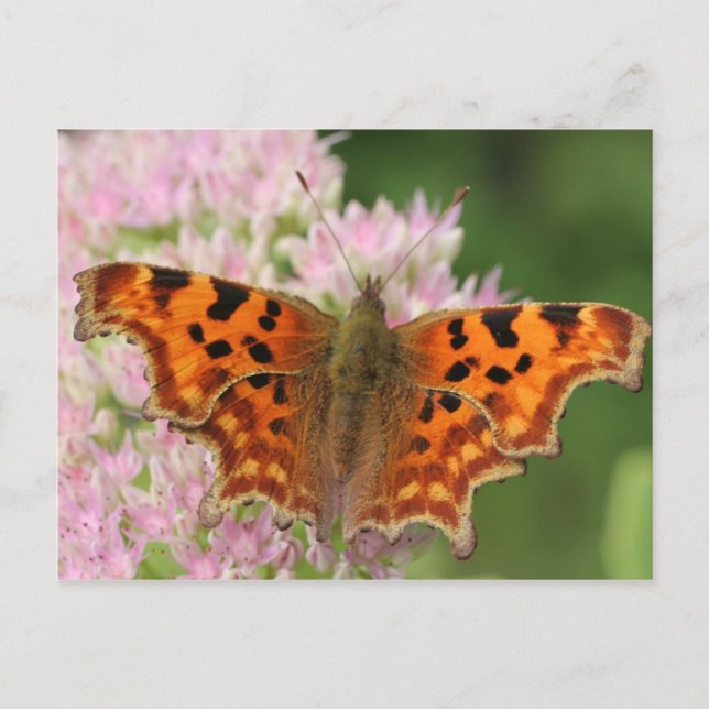 Comma Butterfly Postcard (Front)