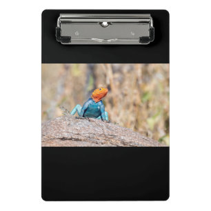 Common Agama Mini Clipboard