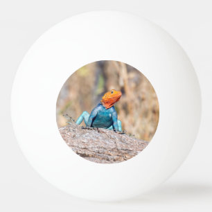 Common Agama Ping Pong Ball