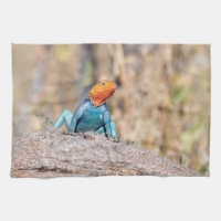 Common Agama