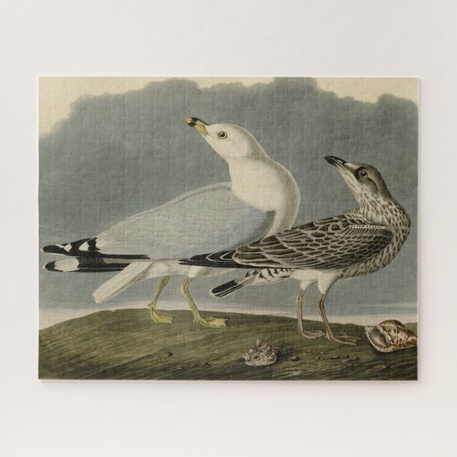 Common American Gull - Audubon's Birds of America Jigsaw Puzzle (Horizontal)