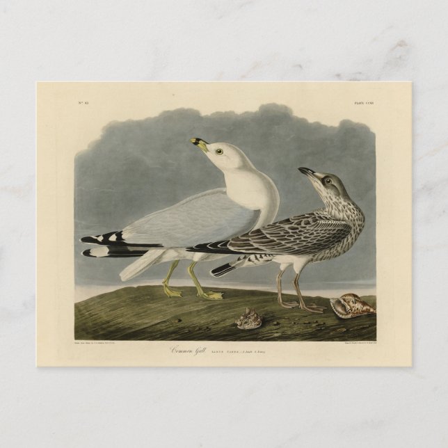 Common American Gull - Audubon's Birds of America Postcard (Front)
