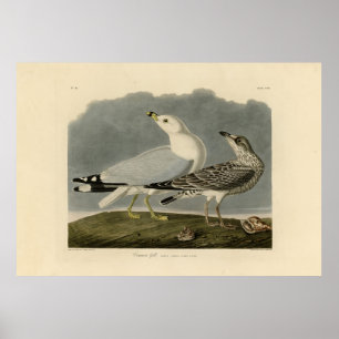 Common American Gull - Audubon's Birds of America Poster