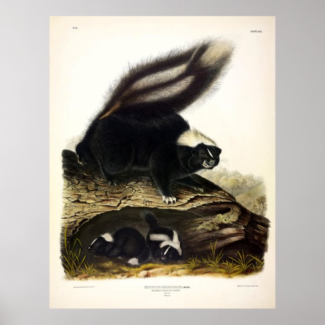 Common American Skunk or Striped Skunk, by Audubon Poster (Front)