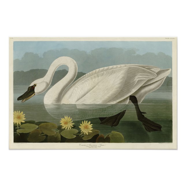 Common American Swan - Audubon's Birds of America Photo Print (Front)
