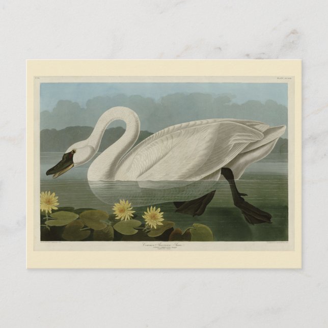 Common American Swan - Audubon's Birds of America Postcard (Front)