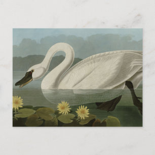 Common American Swan - Audubon's Birds of America Postcard