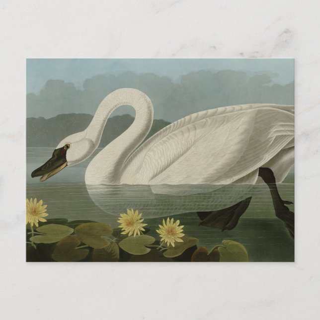 Common American Swan - Audubon's Birds of America Postcard (Front)