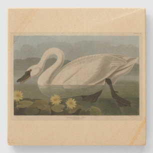 Common American Swan - Audubon's Birds of America Stone Coaster