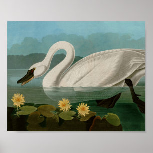 Common American Swan Birds of America Audubon Poster