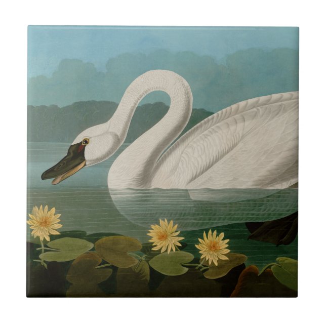 Common American Swan Birds of America Audubon Tile (Front)