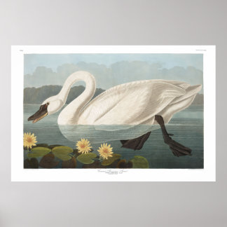 Common American Swan, Plate 411 - Audubon Poster