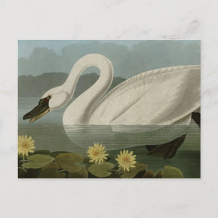 Common American Swan Postcard