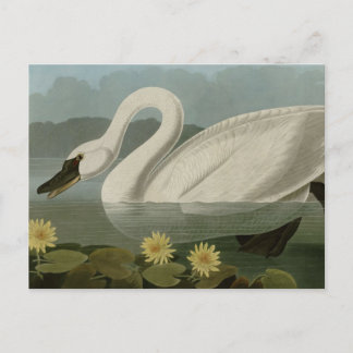 Common American Swan Postcard