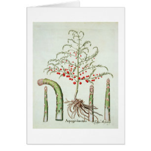 Common asparagus in flower and fruit, from the 'Ho