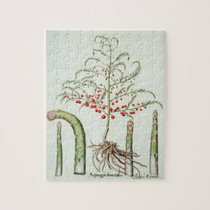 Common asparagus in flower and fruit, from the 'Ho Jigsaw Puzzle