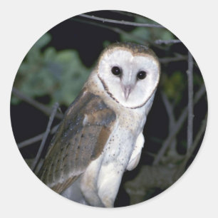 Common barn-owl, Tyto alba, California, U.S.A. Classic Round Sticker