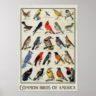 Common Birds of America Antique Bird Poster