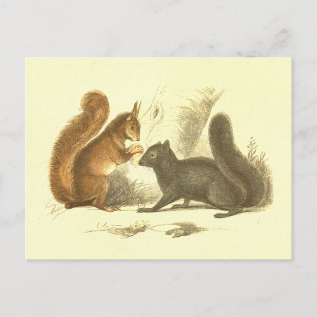 Common & Black Squirrel Vintage Lithograph Postcard (Front)