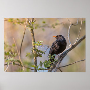 Common blackbird nature photo poster