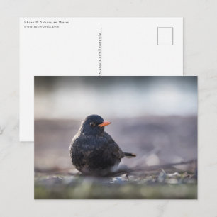 Common blackbird postcard