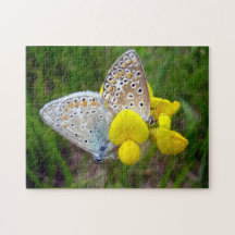 Common Blue Butterflies Photo Puzzle with Gift Box