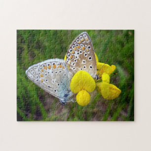 Common Blue Butterflies Photo Puzzle with Gift Box