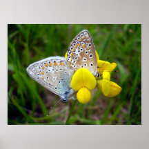 Common Blue Butterflies Poster