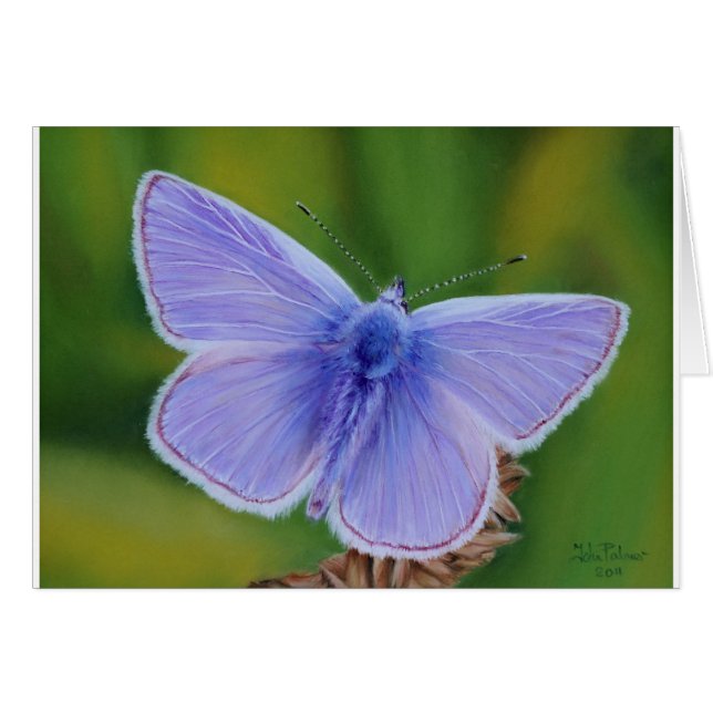 Common Blue Butterfly (Front Horizontal)