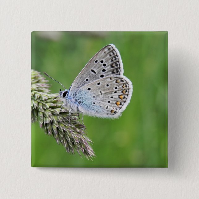 Common Blue Butterfly on Grass 15 Cm Square Badge (Front)