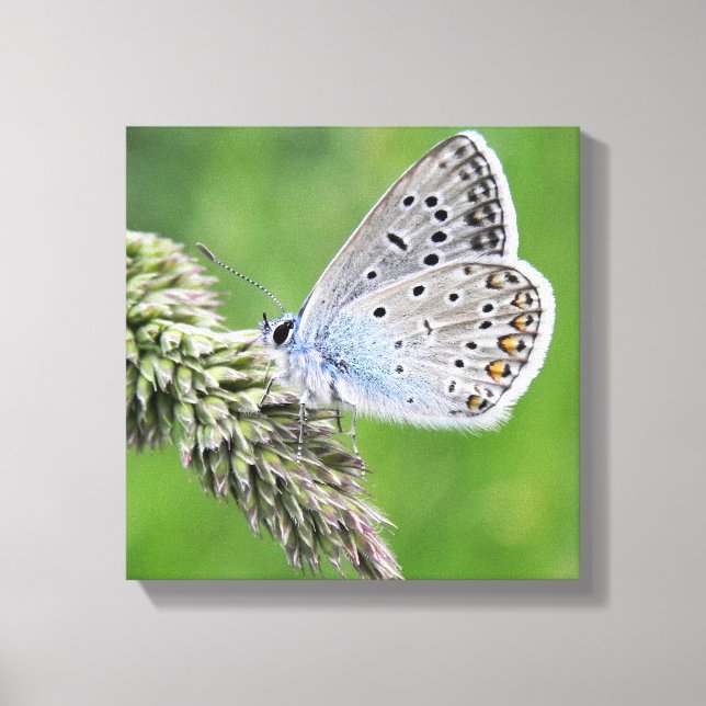 Common Blue Butterfly on Grass Canvas Print (Front)