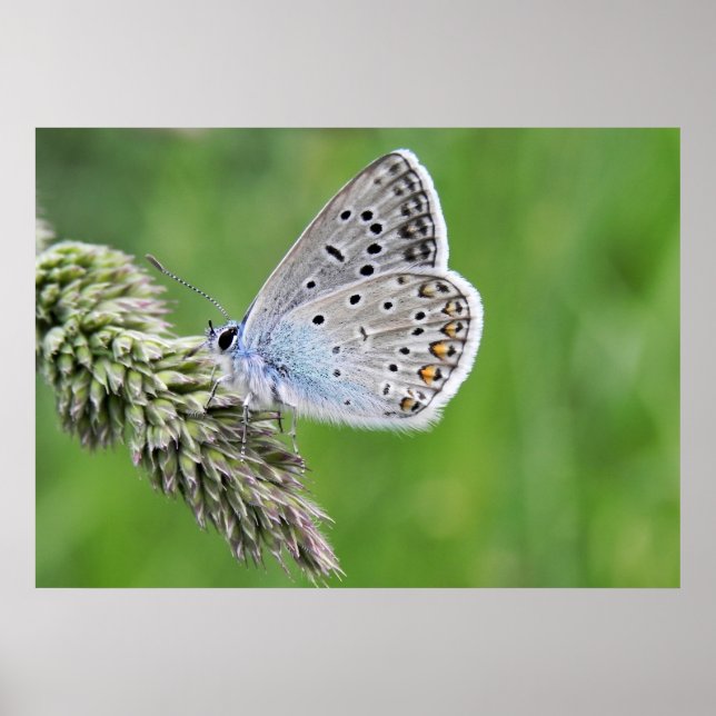 Common Blue Butterfly on Grass Poster (Front)