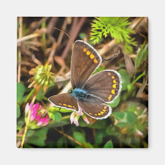 Common Blue Butterfly Polyommatus Icarus Painting Magnet