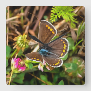 Common Blue Butterfly Polyommatus Icarus Painting Square Wall Clock