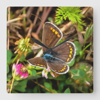 Common Blue Butterfly Polyommatus Icarus Painting Square Wall Clock