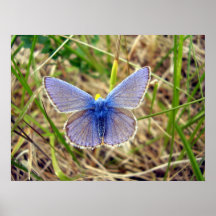 Common Blue Butterfly Poster