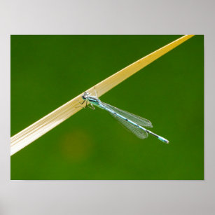 Common Blue Damselfly Poster