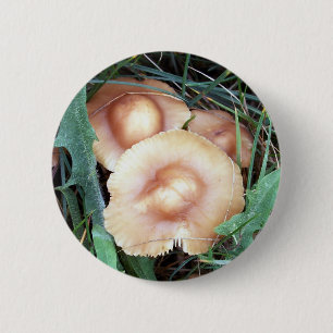 Common Bonnet Mushroom Button