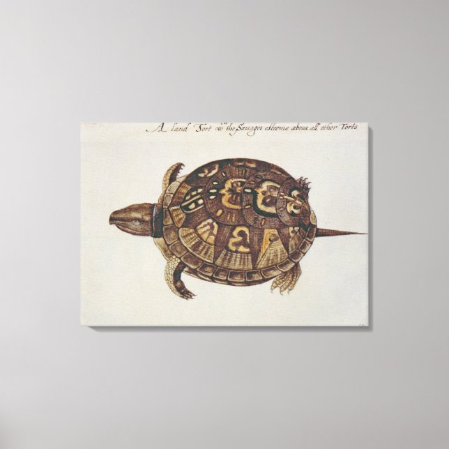 Common Box Tortoise Canvas Print (Front)
