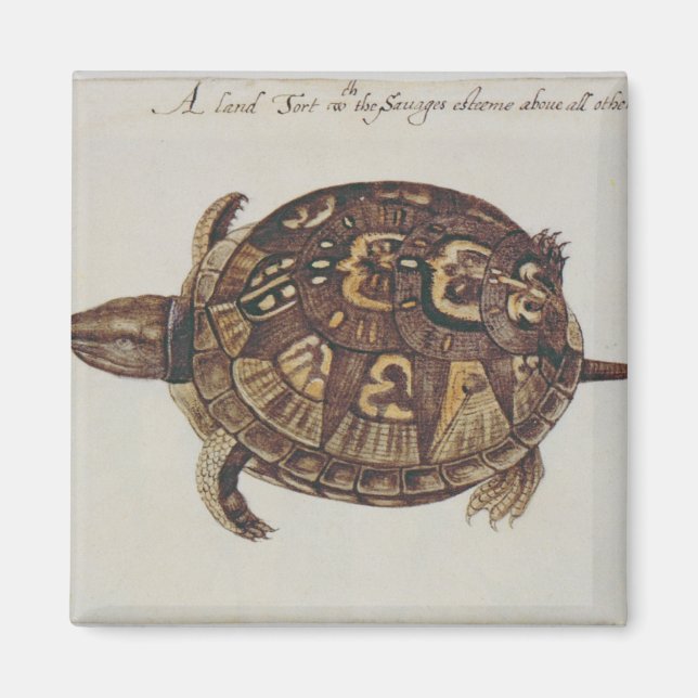 Common Box Tortoise Magnet (Front)