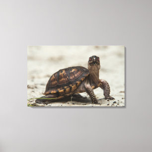 Common box turtle canvas print