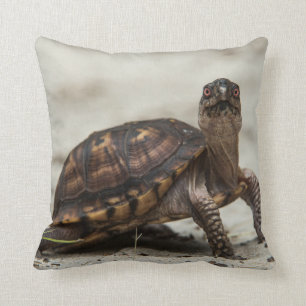 Common box turtle cushion