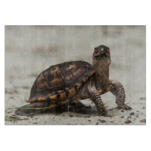 Common box turtle cutting board