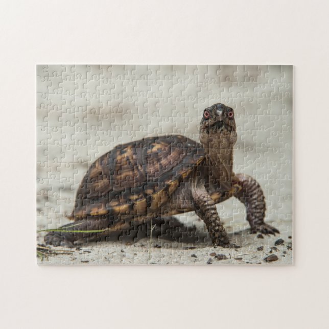 Common box turtle jigsaw puzzle (Horizontal)